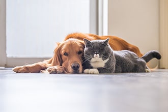 pet dog and cat lying next to each other on the floor