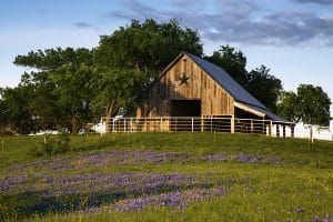 Barn and bluebonnets on the family farm