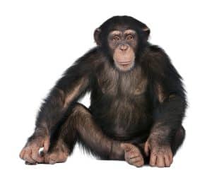 Chimpanzee sitting down looking straight at the camera