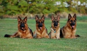 Four German Shepherds in down stay next to each other