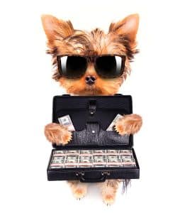 cute little puppy with glasses holding case full of money on a white background; Pet trust