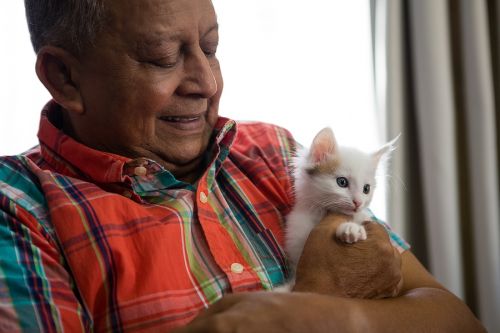 Happy senior man playing with kitten. Emotional Support Animal