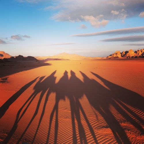 vacation silhouette of camel ride in Jordan