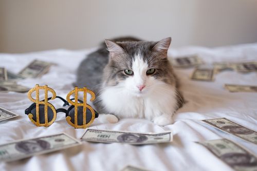 A gray cat lies on the bed with money and dollar-shaped glasses. Rich pet. Pet Trust