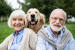 happy senior couple with adorable golden retriever dog in park showing emotional support animal