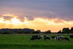 cattle on the family farm