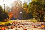 Autumn landscape. Autumn October park view. Bench at the autumn alley under colorful deciduous autumn trees, sunny autumn view, autumn park, autumn landscape, autumn trees, autumn morning, autumn park alley, sunny autumn park landscape. Represents Talking to your Parents about Estate Planning.